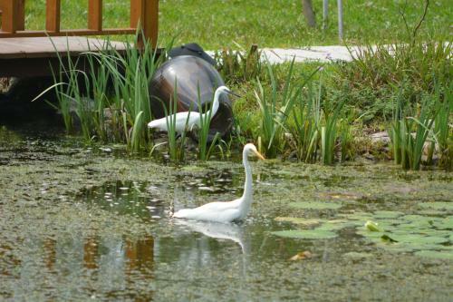 Amrita Green Retreat