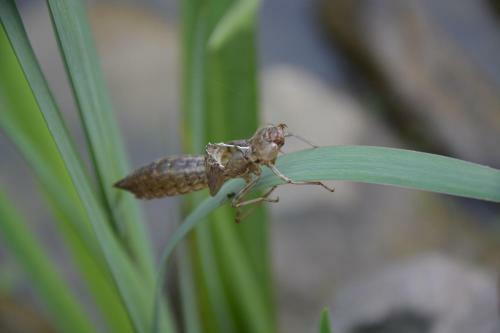 Amrita Green Retreat
