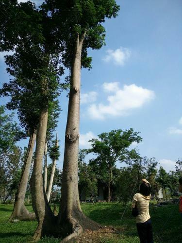 Amrita Green Retreat