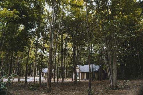 Lodge Vineyard Woods