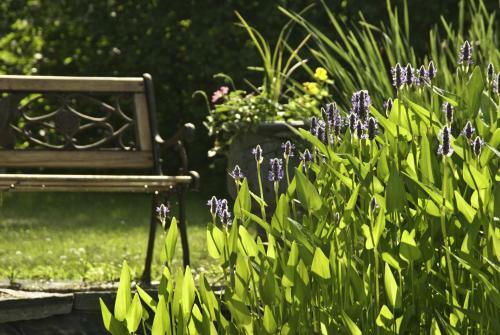 Bed & Breakfast Golden Stage Inn