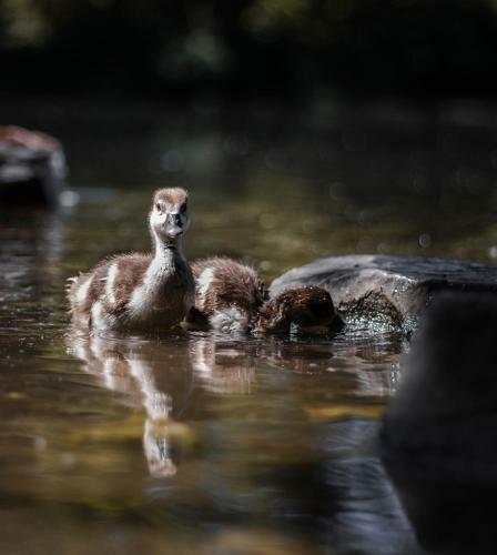 Paddler's Lane Retreat