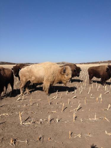 Comstock Premier Lodge Llc