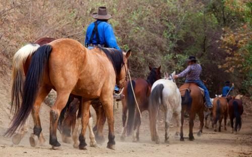 Hotel Circle Bar B Guest Ranch
