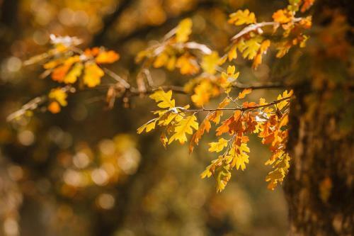 Lodge Lakeview Terrace Resort