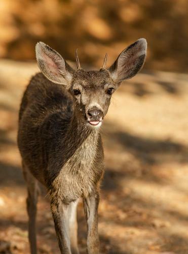 Lodge Lakeview Terrace Resort