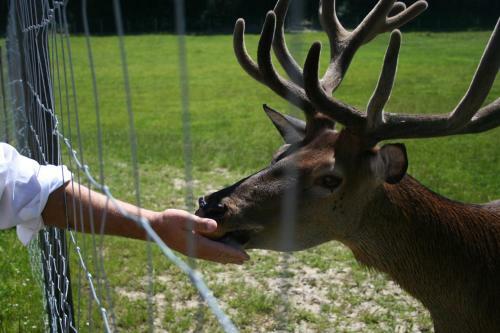 Agroturismo Ferienhof Tiergarten