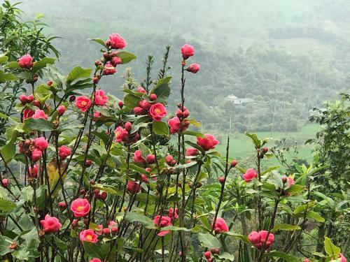 Villa T? Vi?n Xanh Homestay