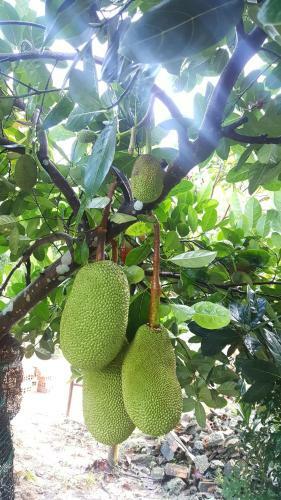 Agroturismo Pika Homestay