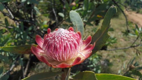 Woodridge Palms Boutique Hotel