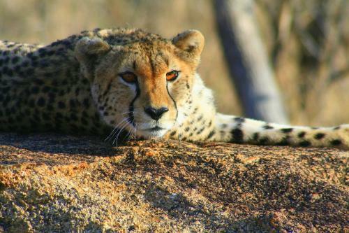 Becks Safari Lodge