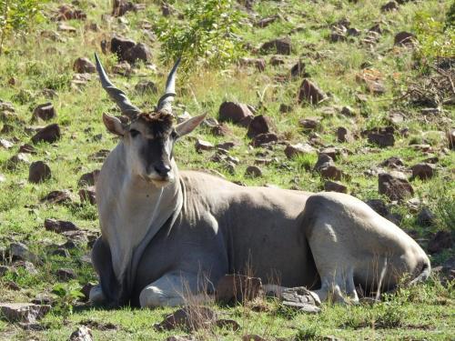 Tented Adventures Pilanesberg