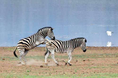 Tented Adventures Pilanesberg