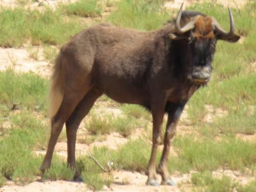 Wildehondekloof Game Lodge