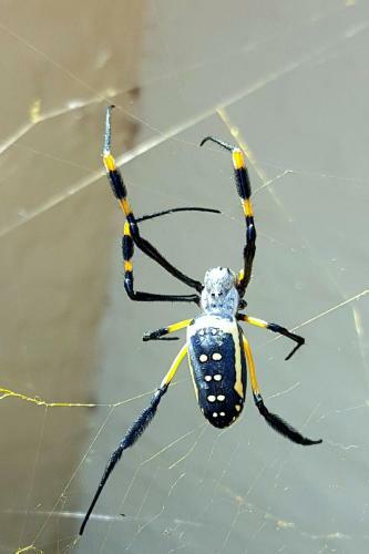 Lodge Graceland Eco Retreat