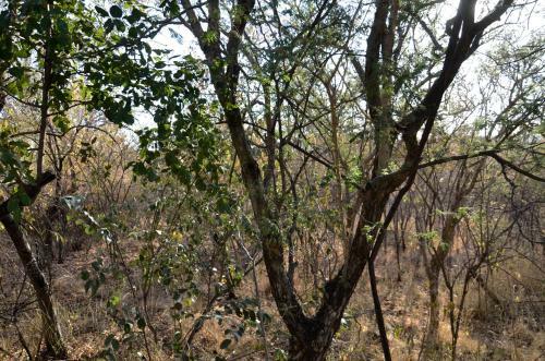 Hotel Thulani Game Lodge & Eco Estate