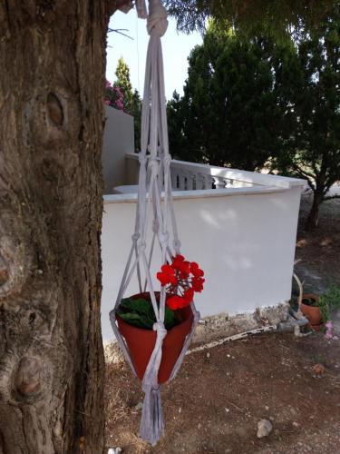 Rossa Studios