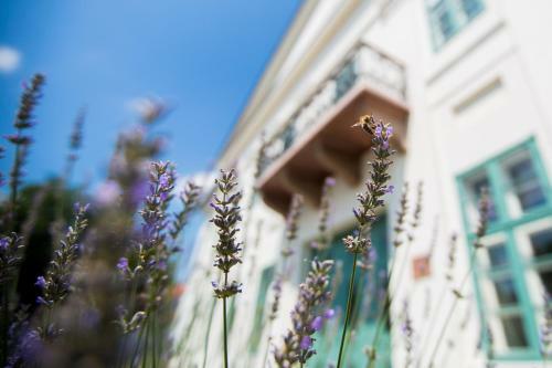 Hotel Erzs�bet Paks
