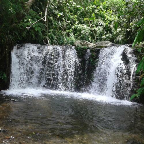 Tereng Wilis Jungle Inn