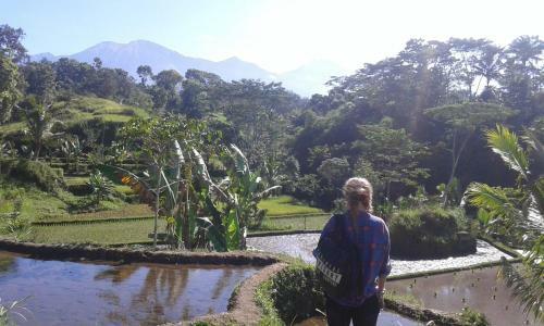 Tereng Wilis Jungle Inn