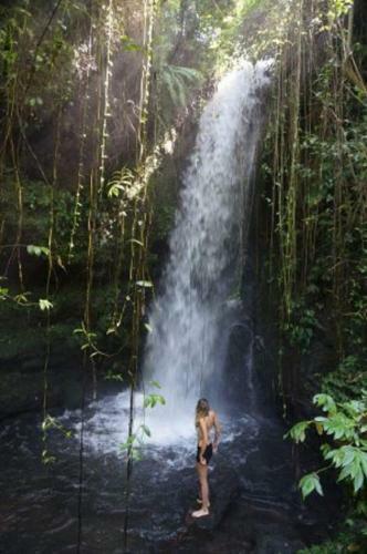 Tereng Wilis Jungle Inn
