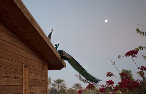 Lodge Shkutai Hottub Arava
