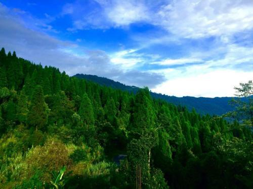 Vamoose Pineview