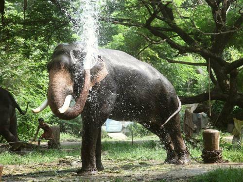 Hotel Bio Veda Ayurvedic Hill Resort