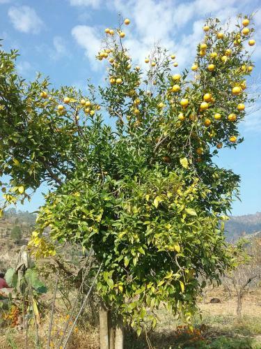 Agroturismo Divine Living Home Stay