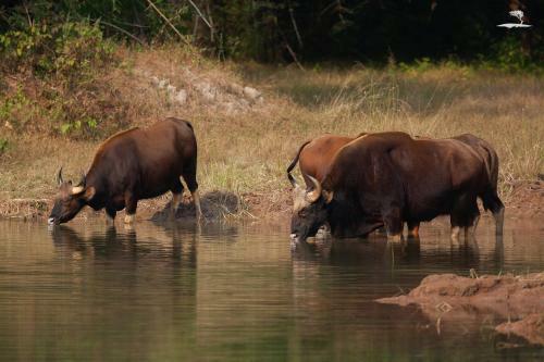 Hotel Red Earth, Tadoba