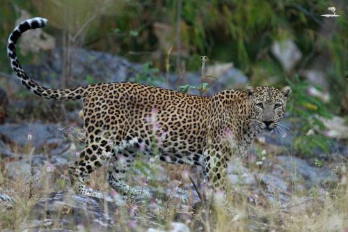 Hotel Red Earth, Tadoba