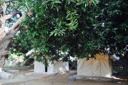 Tutti Hampi Tents & Cafe