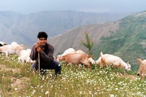 The Goat Village Nag Tibba