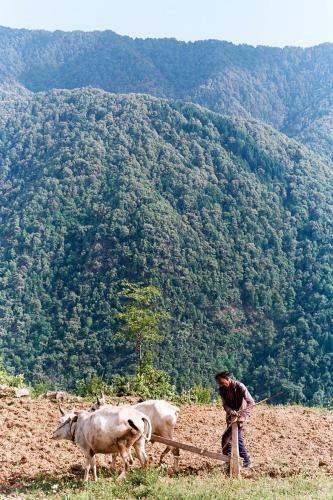 The Goat Village Nag Tibba