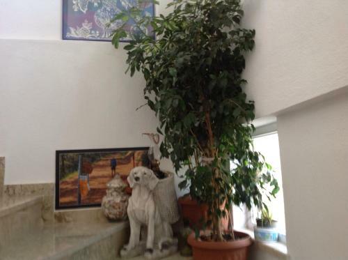 Hostal �z Likya Pension