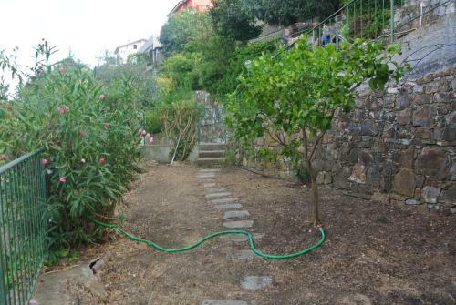 Il Sogno Negli Ulivi