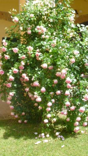 Bed & Breakfast Villa Hortensia Maison D'h�tes