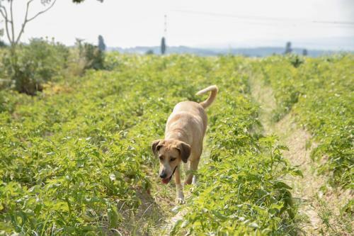 Agroturismo Agriturismo Elisina