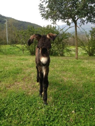 Agroturismo Agriturismo Solare