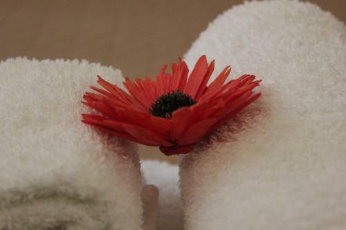 B&B Le Pomelie Dell'etna