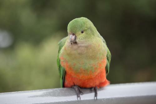 Hotel Grand Mercure Pinnacle Valley