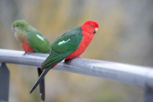 Hotel Grand Mercure Pinnacle Valley