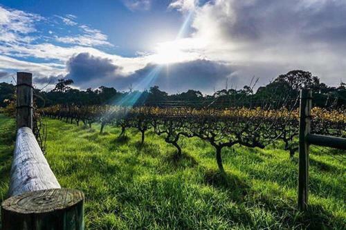 Lodge Island Brook Estate Winery And Chalets