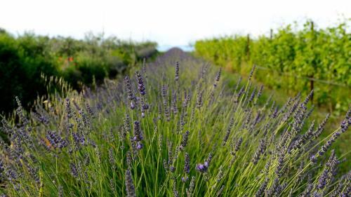 Agroturismo Agriturismo2laghi