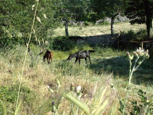 Hostal Camera In Campagna