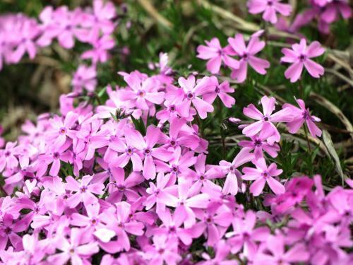 Hostal Guesthouse Tomoshibi