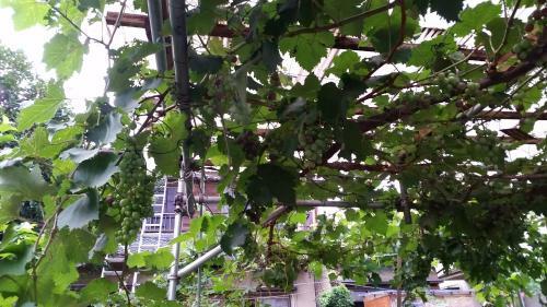 Hostal Higashi Matsudo Home, Narita Ap Direct