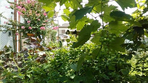 Hostal Higashi Matsudo Home, Narita Ap Direct