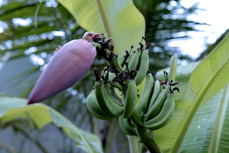 Villa Ceylon Olive Galle