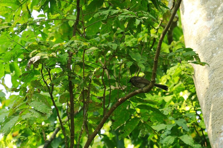 Villa Ceylon Olive Galle